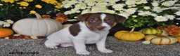 Jack Russell Terrier dogs for sale: Sierra - Ad 3