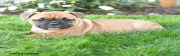Mixed Breed dogs for sale: Autumn - Ad 2