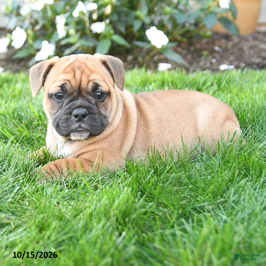 Mixed Breed dogs for sale: Autumn - Ad 2