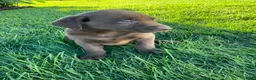 Labrador Retriever dogs for sale: Ricky - Ad 5