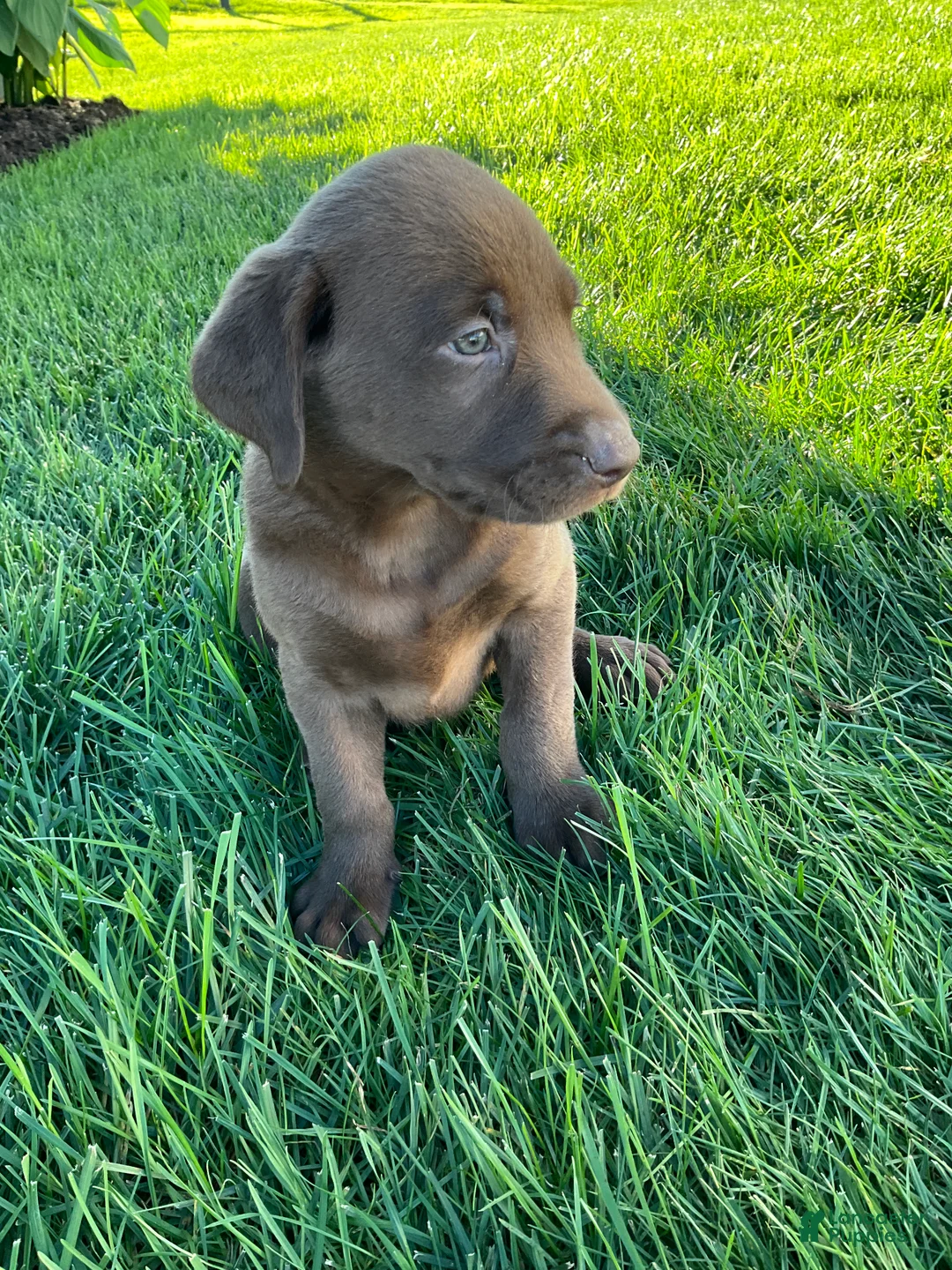 Labrador Retriever dogs for sale: Ricky - Ad 5