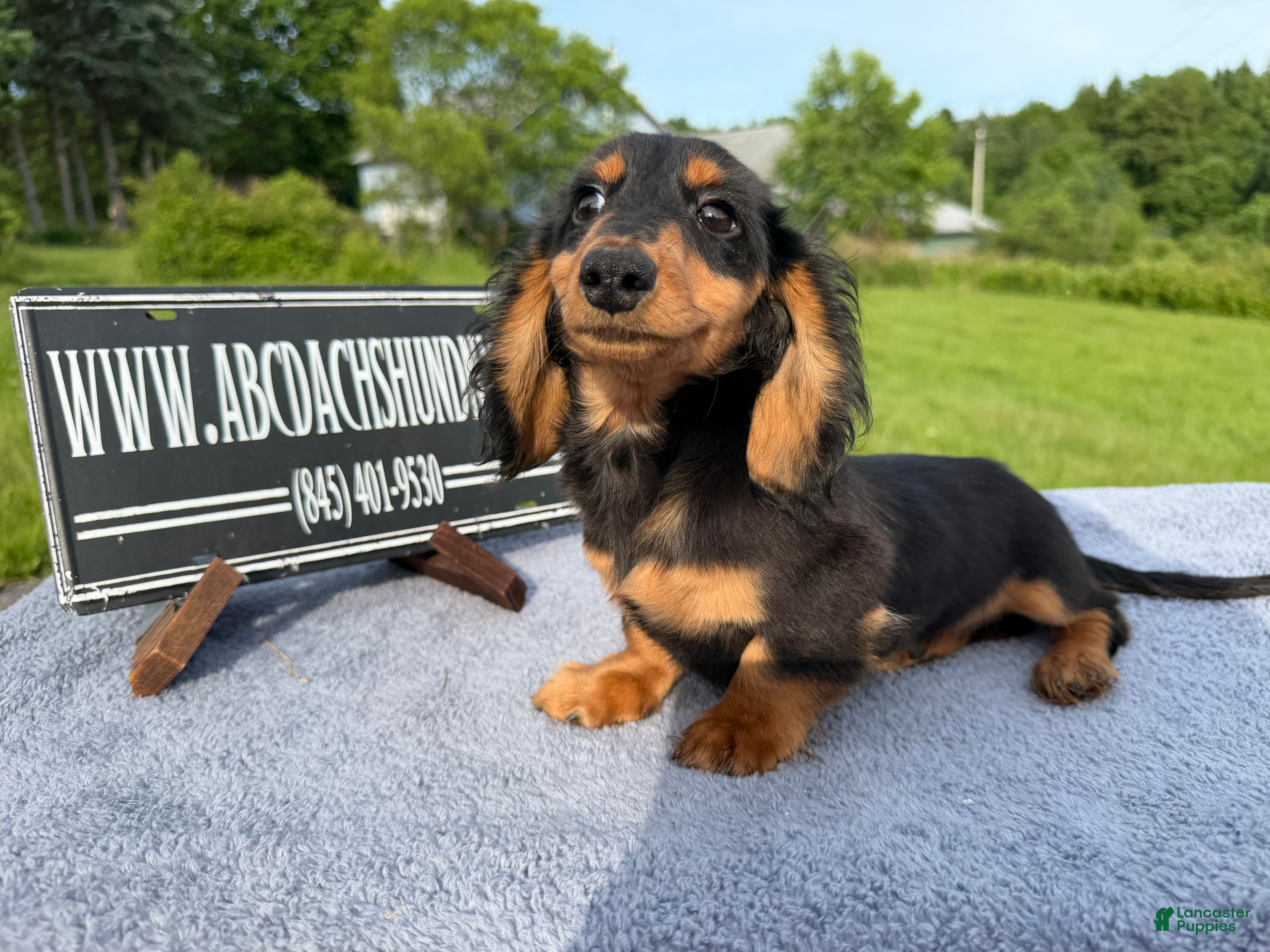 Miniature Dachshund dogs Russian male - Ad 12