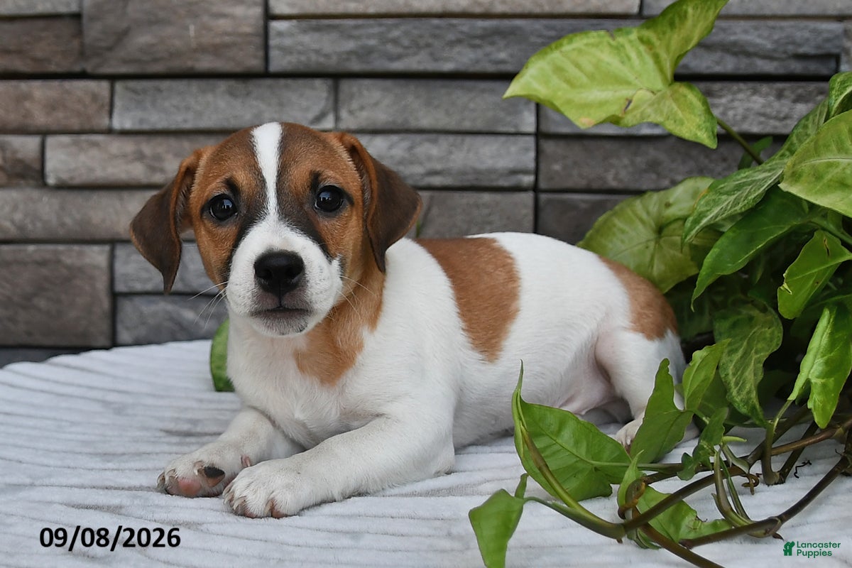 Jack Russell Terrier dogs Winston - Ad 2