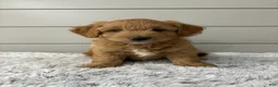 Mini Goldendoodle dogs for sale: Bella - Ad 7