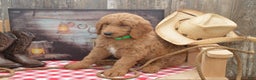 Goldendoodle dogs for sale: Rusty - Ad 3
