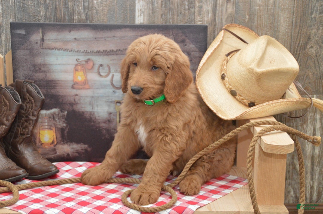 Goldendoodle dogs for sale: Rusty - Ad 3