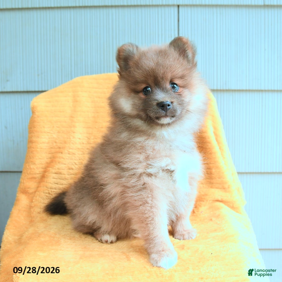 Pomeranian dogs Lucky - Ad 1