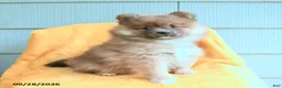 Pomeranian dogs for sale: Lucky - Ad 3