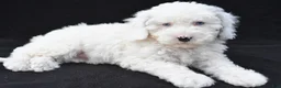 Mini Sheepadoodle dogs for sale: Cassandra - Ad 6