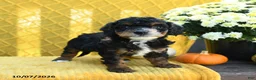 Mini Goldendoodle dogs for sale: Peanut - Ad 4