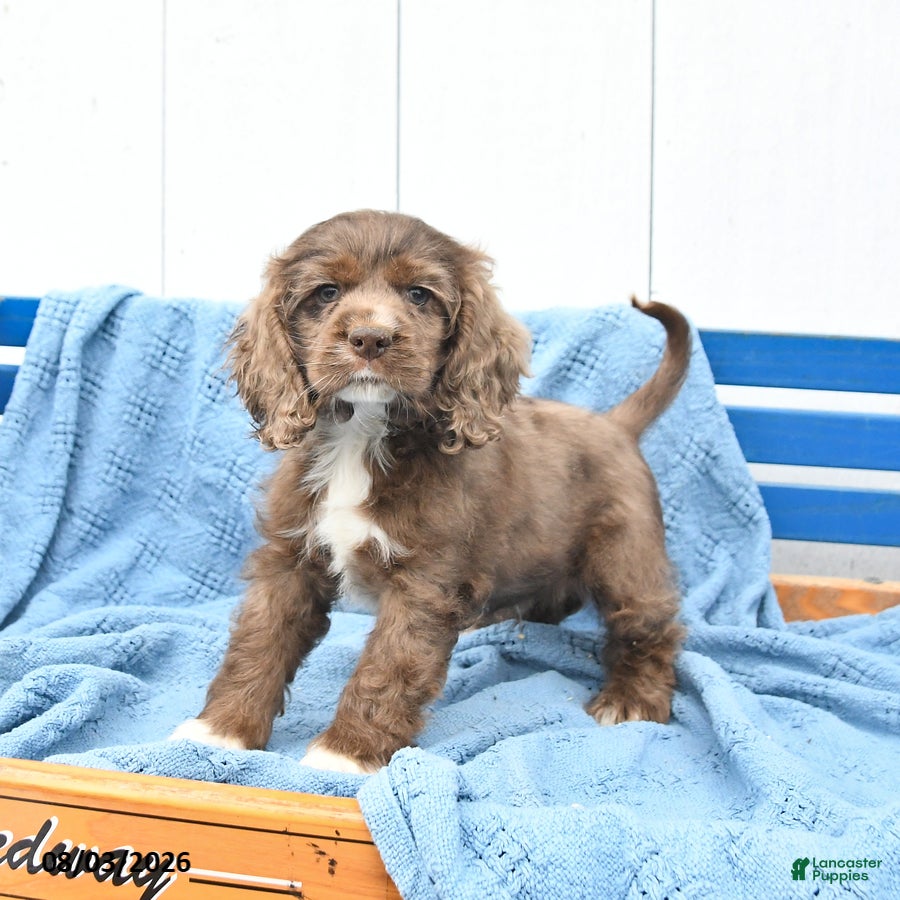 English Cocker Spaniel dogs for sale: Samson - Ad 1