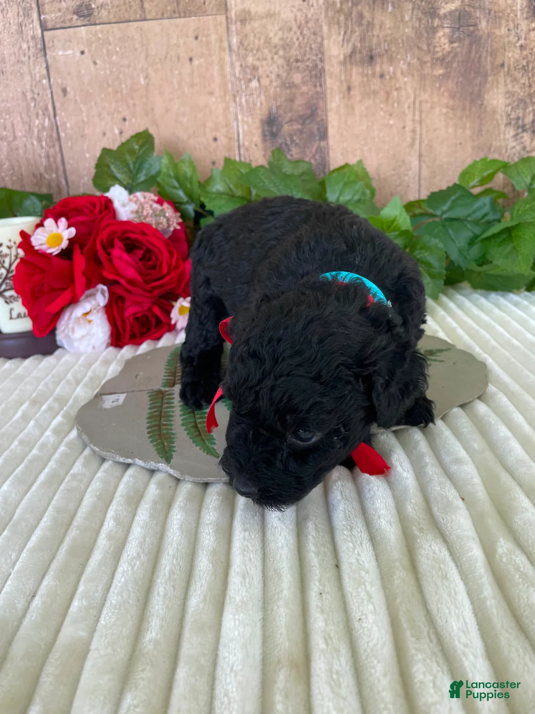 Mini Goldendoodle dogs for sale: Miss Waves - Ad 2