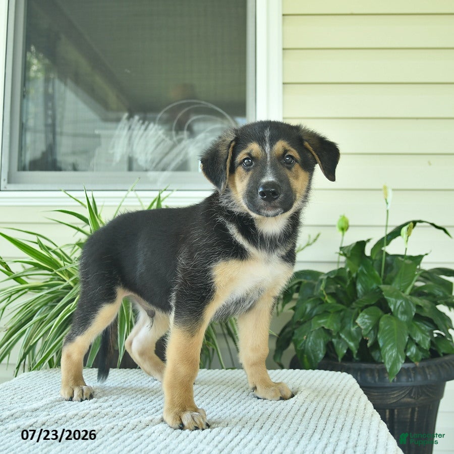 Mixed Breed dogs Rocky  - Ad 2