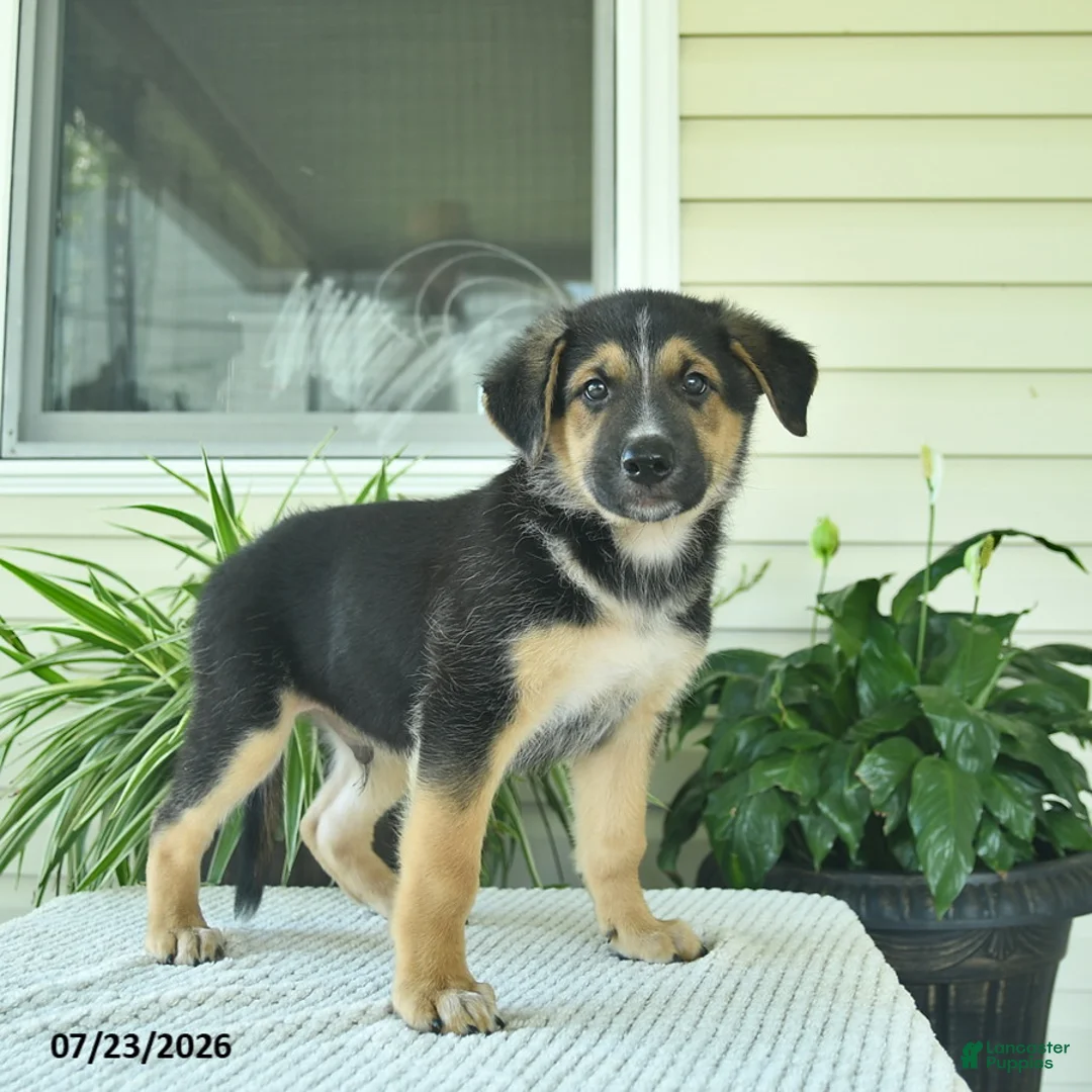 Mixed Breed dogs for sale: Rocky  - Ad 2