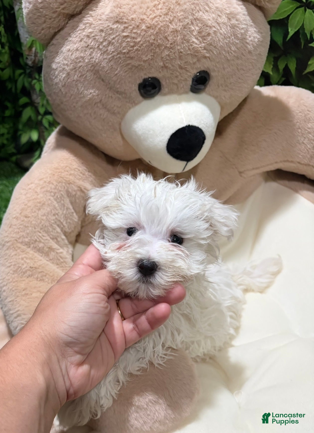 Maltese dogs UC - Ad 12