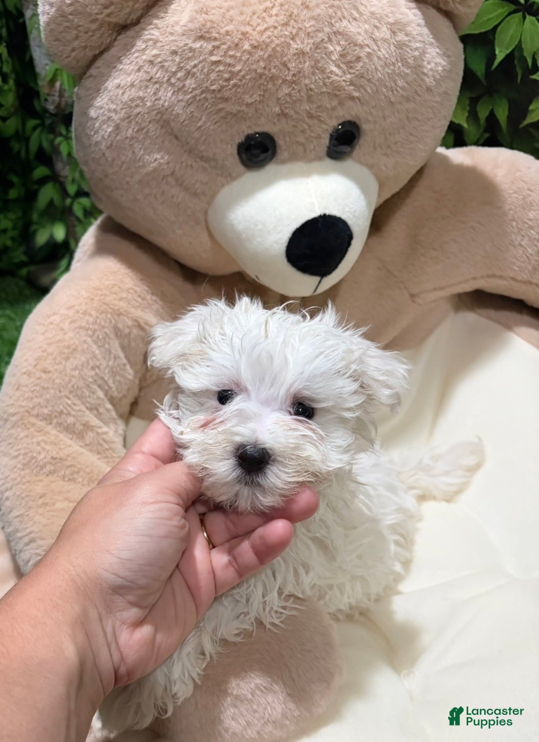 Maltese dogs for sale: UC - Ad 1