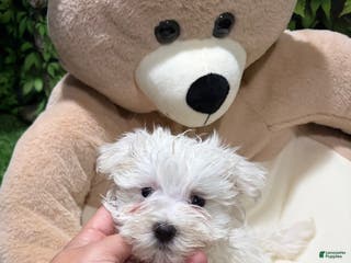 Maltese dogs UC - Ad 22