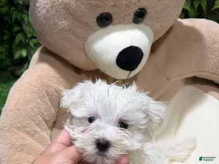 Maltese dogs UC - Ad 25