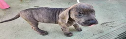 Mixed Breed dogs for sale: Mixed Breed 4 - Ad 3