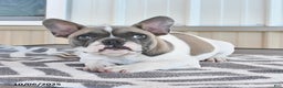 French Bulldog dogs for sale: Timber - Ad 7