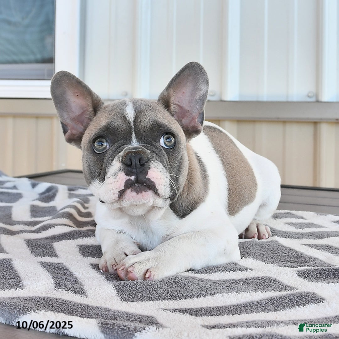 French Bulldog dogs for sale: Timber - Ad 7