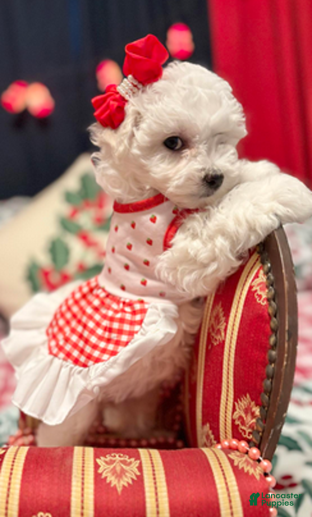 Bichon Frise dogs for sale: Mary - Ad 5