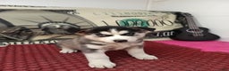 Siberian Husky dogs for sale: Aiden - Ad 4
