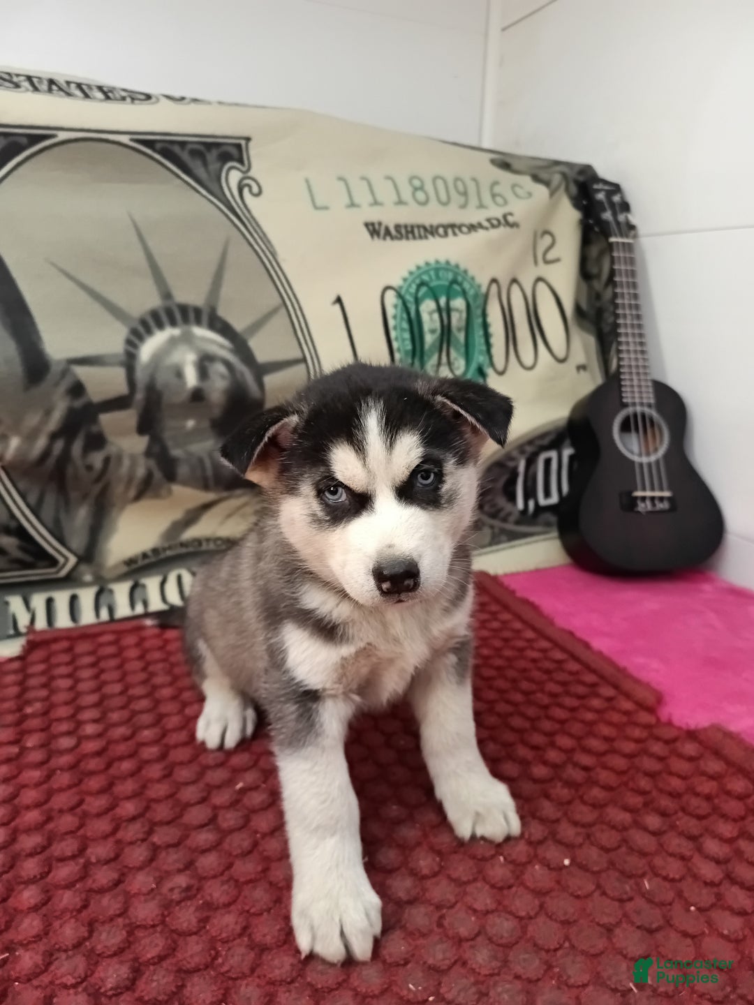 Siberian Husky dogs for sale: Aiden - Ad 4