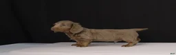 Dachshund dogs for sale: Bobby - Ad 7