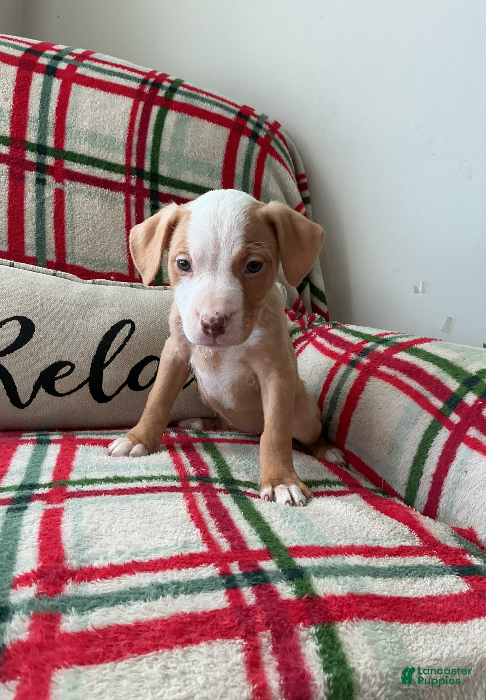 American Bully dogs Harley  - Ad 2