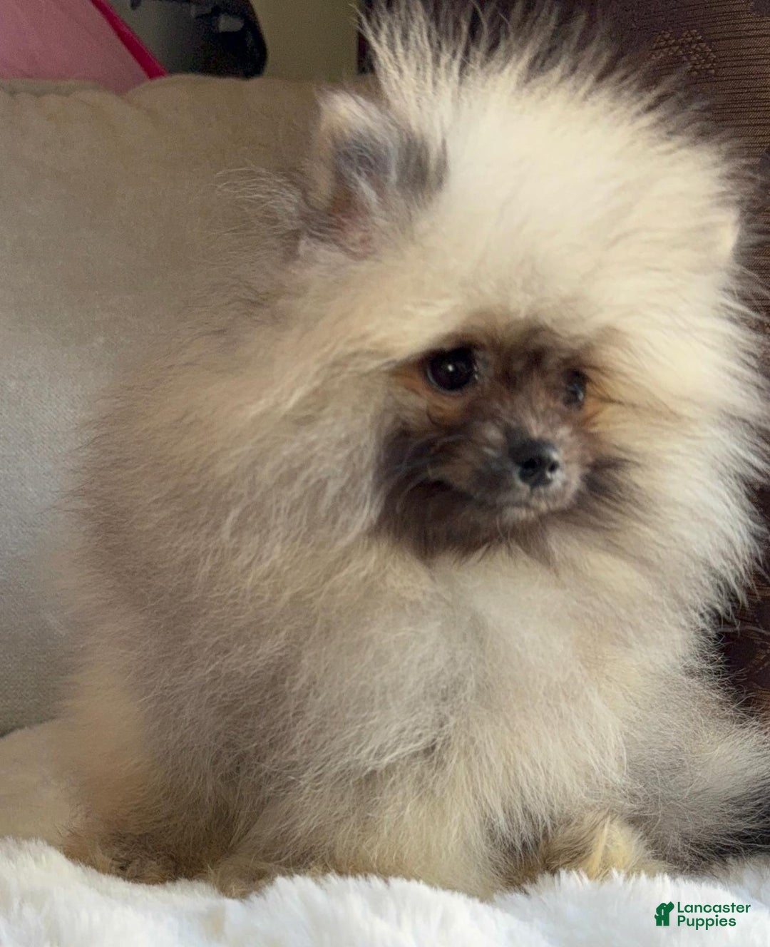 Pomeranian dogs for sale: Pomeranian Puppy victoria  - Ad 2