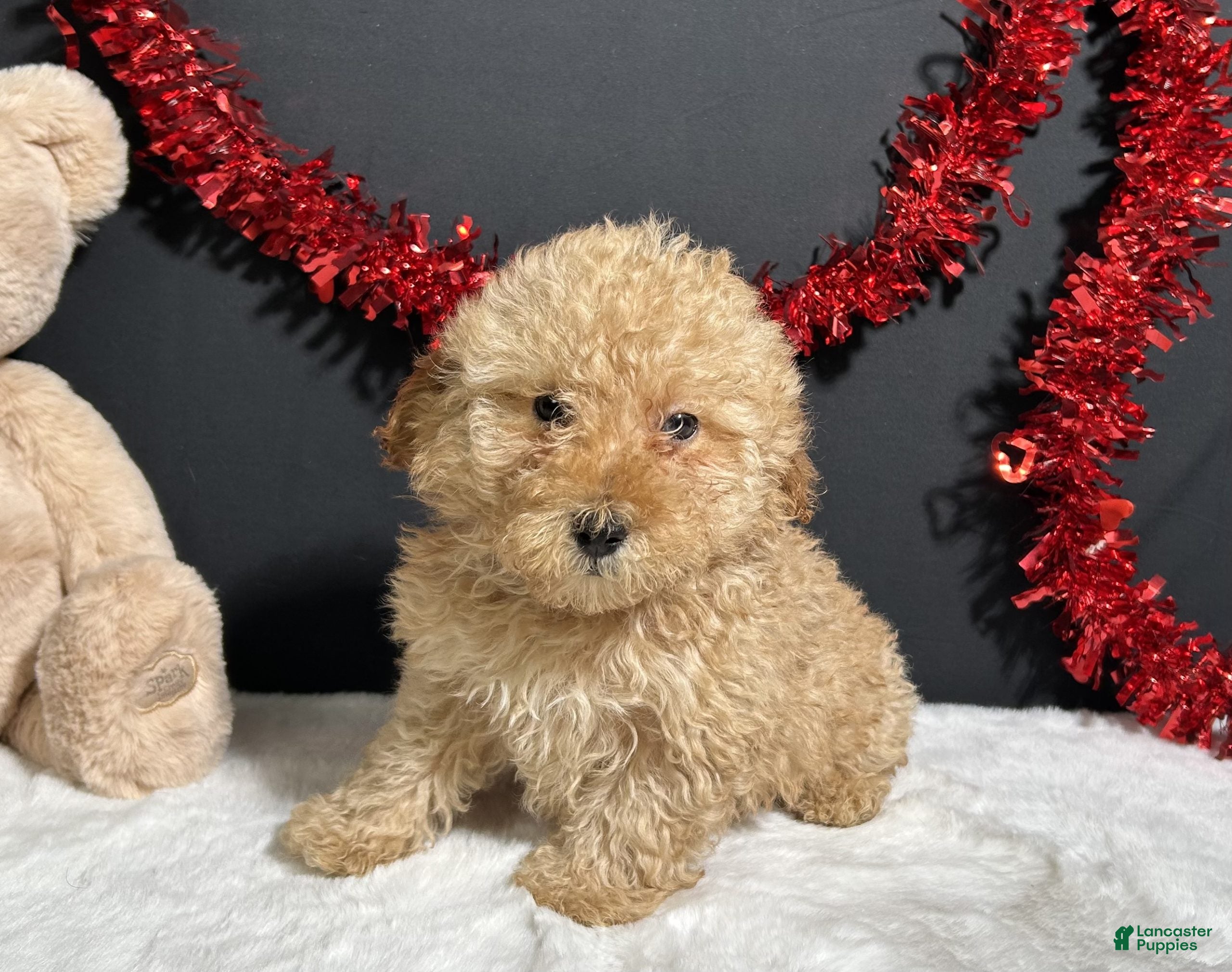 Toy Poodle dogs Andy - Ad 1