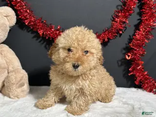 Toy Poodle dogs for sale: Andy - Ad 2
