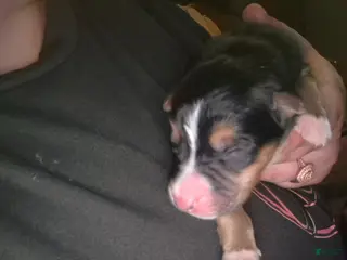 Mixed Breed dogs Mixed Breed 1 - Ad 38