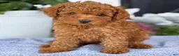 Toy Poodle dogs for sale: Mickey - Ad 3