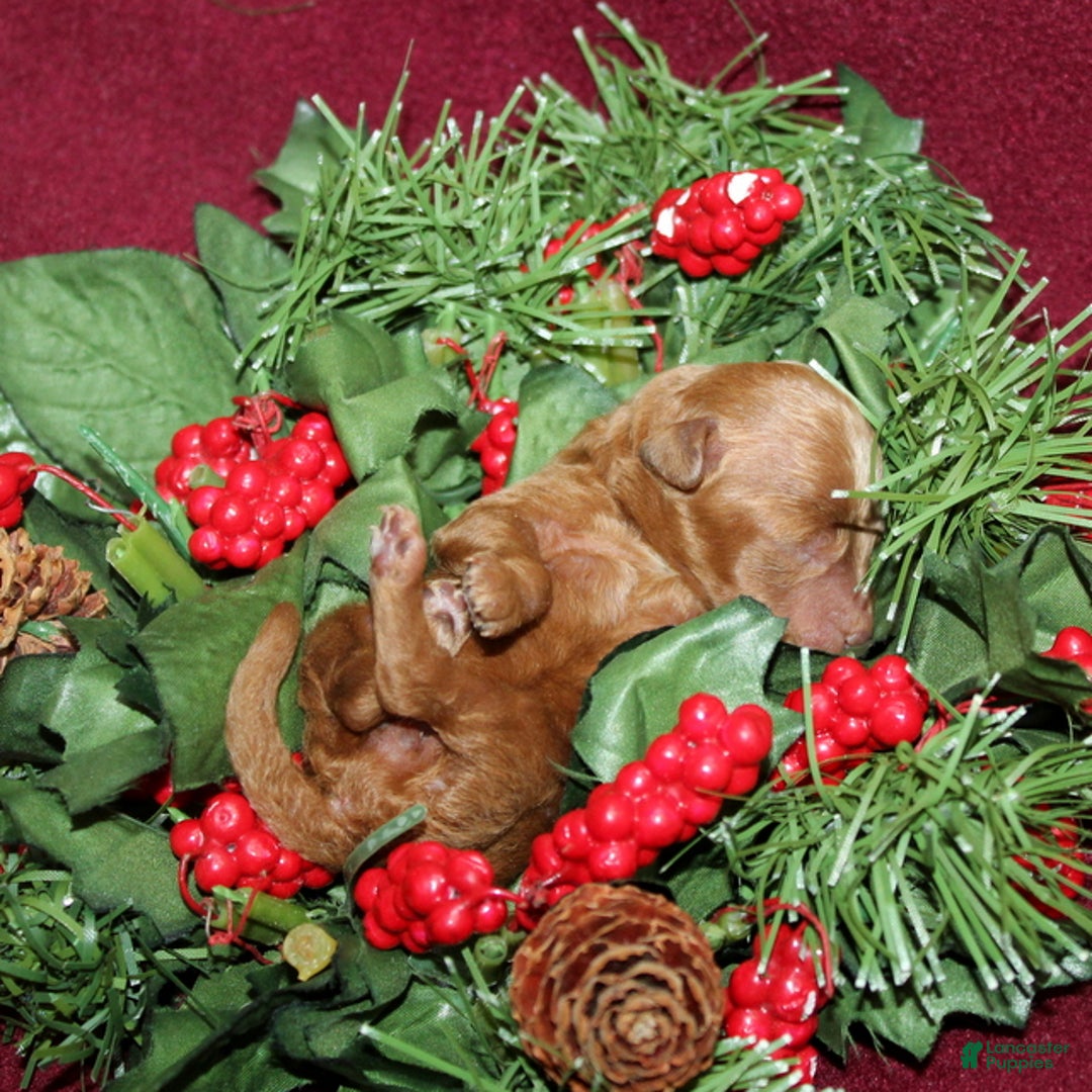 Miniature Poodle dogs for sale: Xprinkles - Ad 2