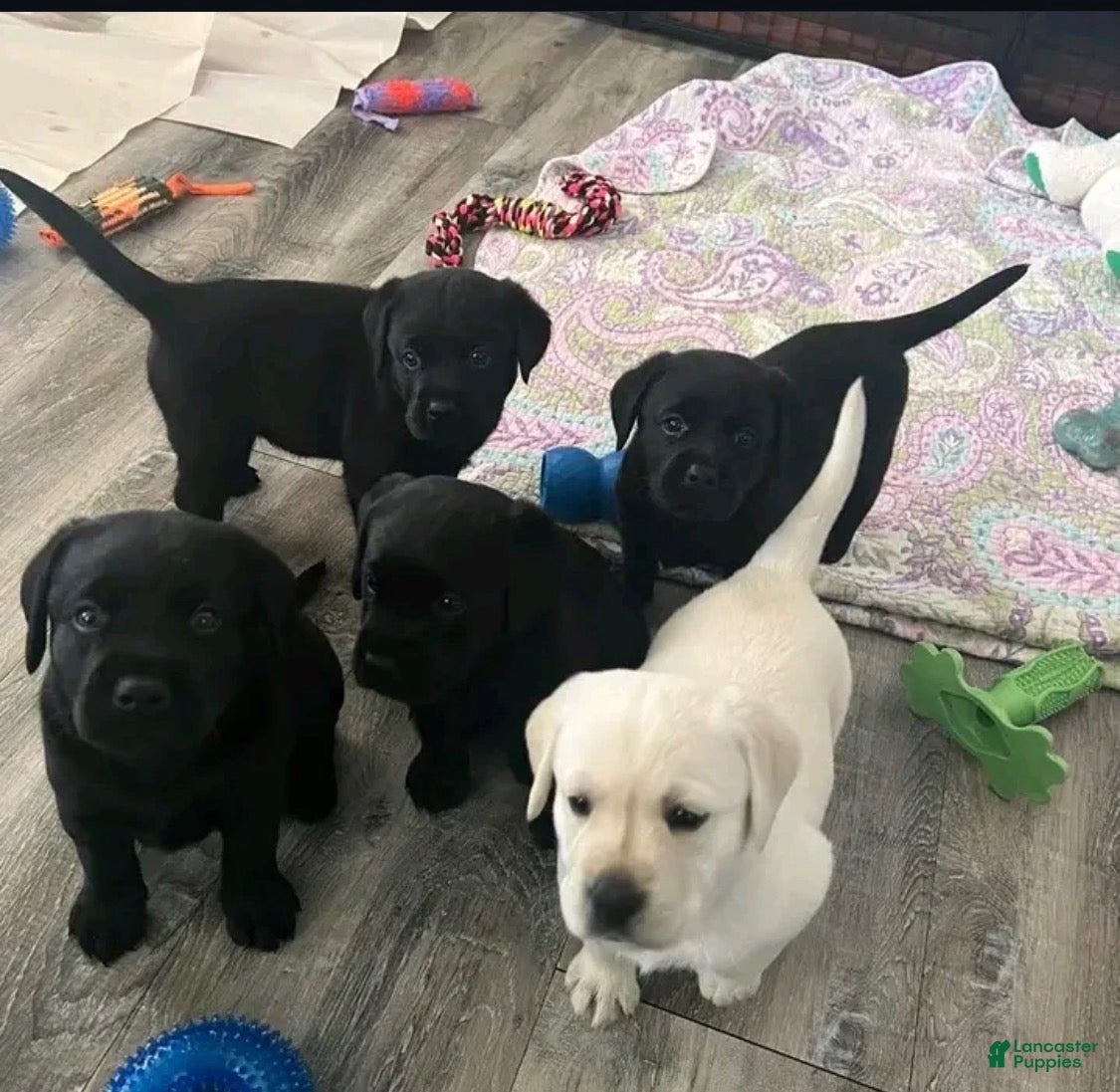 Labrador Retriever dogs Labrador Retriever 5 - Ad 29