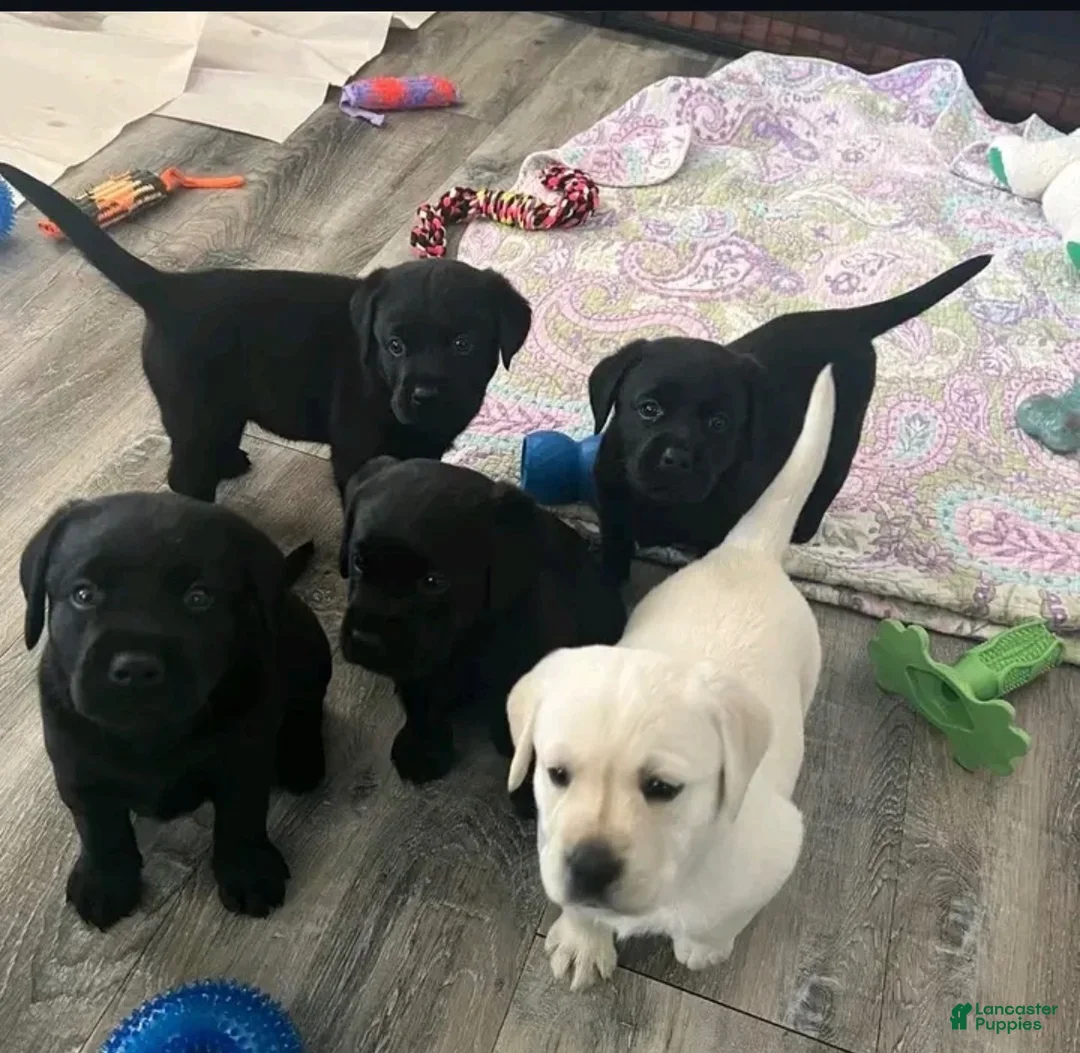 Labrador Retriever dogs for sale: Labrador Retriever 5 - Ad 1