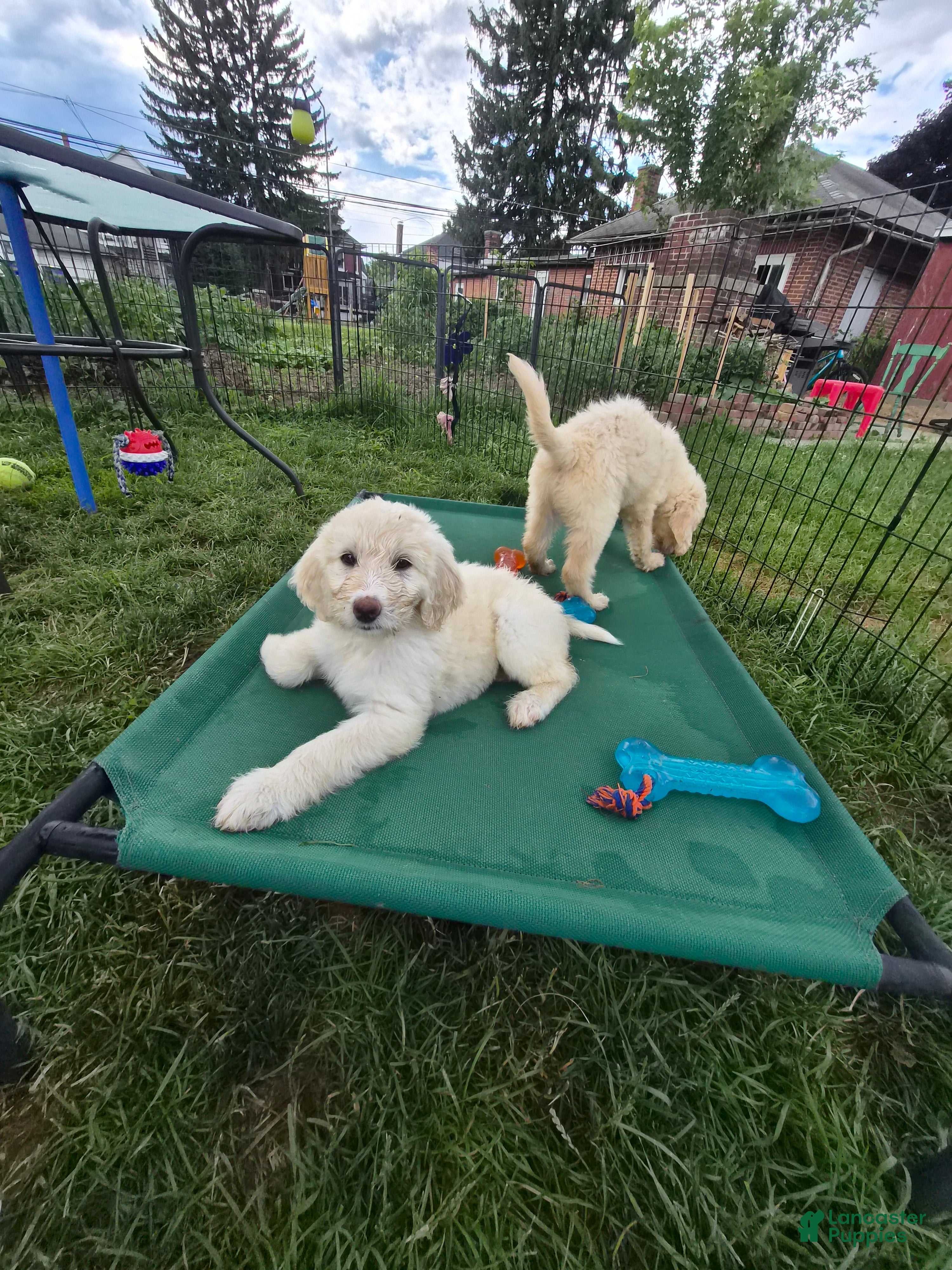 Goldendoodle dogs RUBY - Ad 2