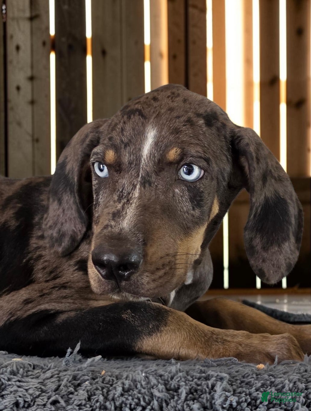 Catahoula Leopard Dog dogs Tracy II 2026 Male 2 - Ad 7