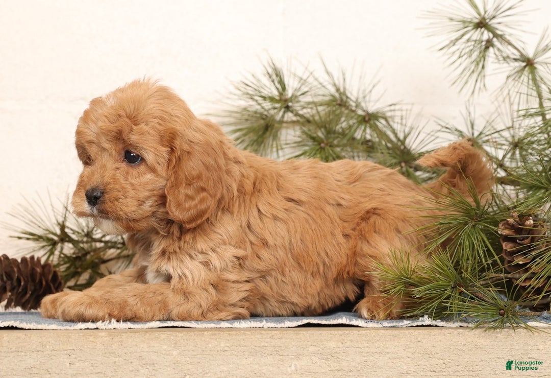 Cavapoo dogs for sale: Mason - Ad 8