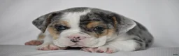 Beabull dogs for sale: Champ - Ad 5