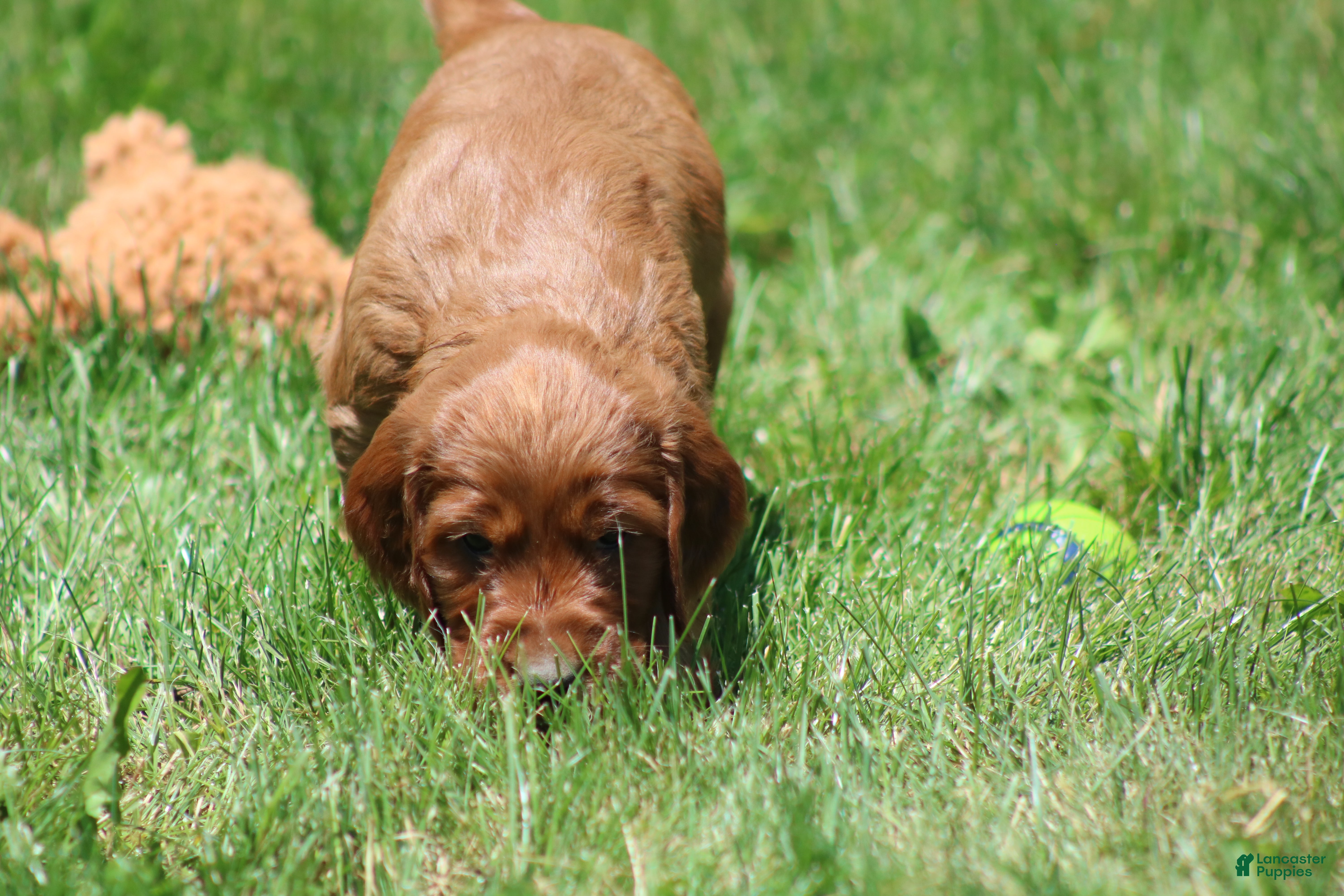 Irish Setter dogs for sale: Sammy - Ad 5