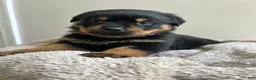 Rottweiler dogs for sale: Skittles - Ad 4