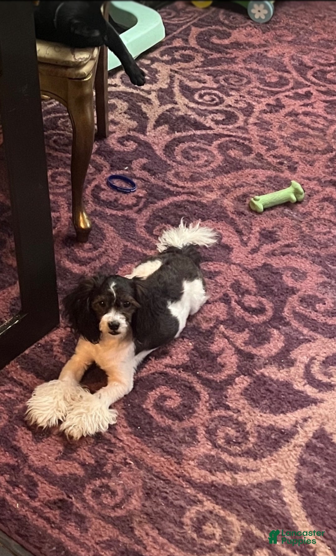 Mixed Breed dogs for sale: Shichon Poo Puppy 1 (Coo Coo) - Ad 2