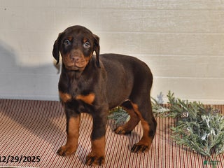 Doberman Pinscher dogs Sparkle - Ad 10