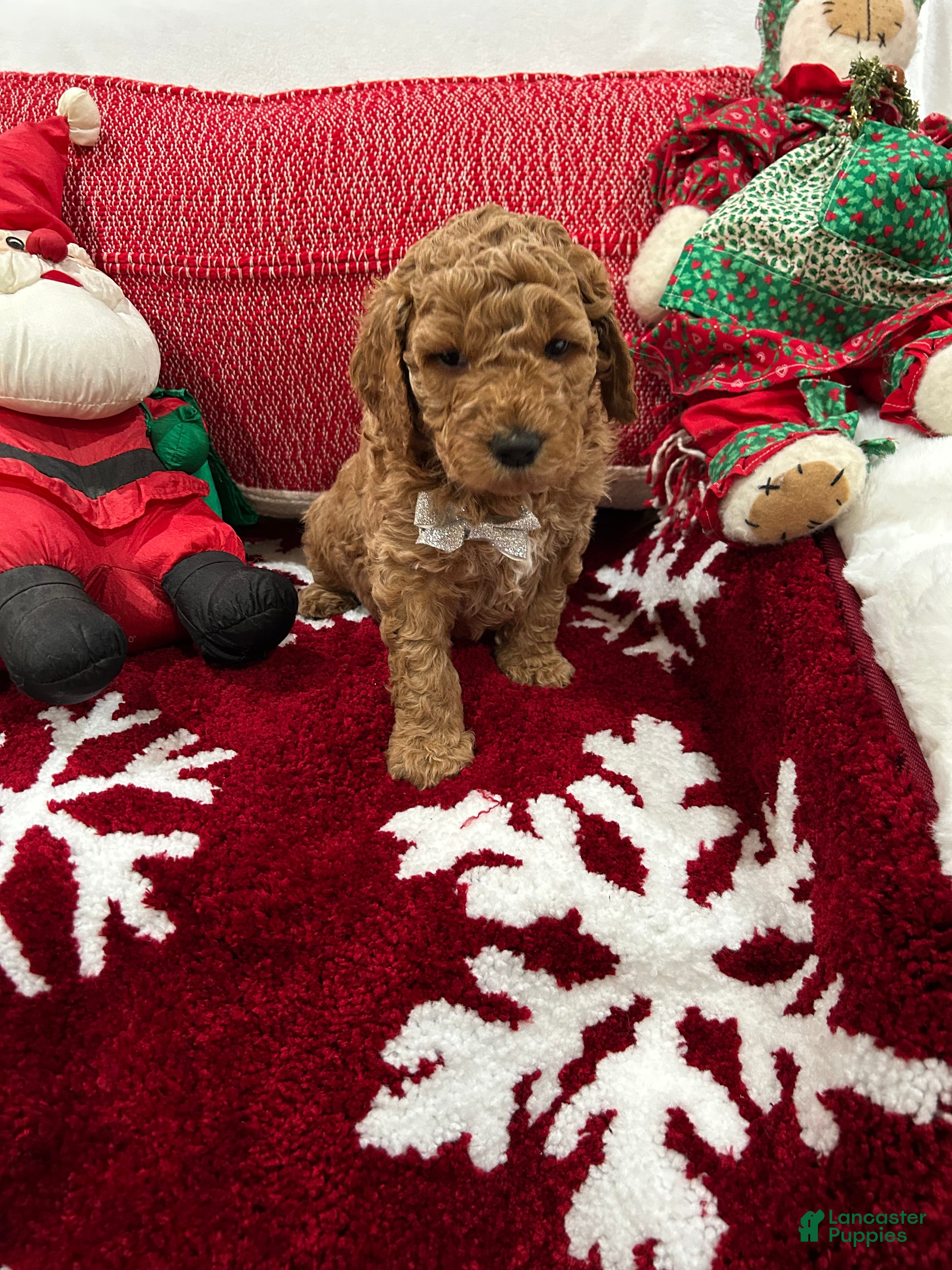 Mini Goldendoodle dogs Mini Goldendoodle Jim Dandy - Ad 1