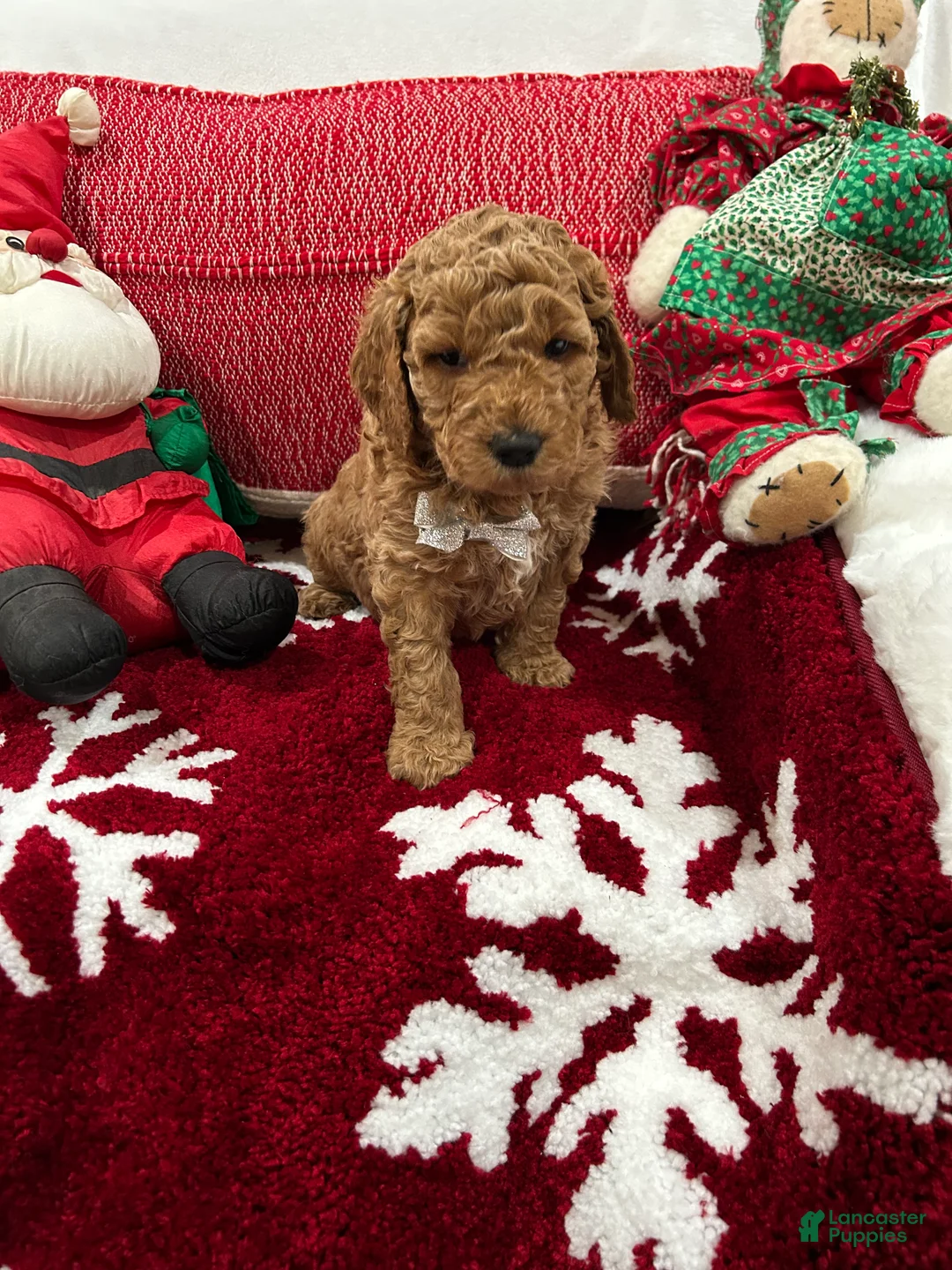 Mini Goldendoodle dogs for sale: Mini Goldendoodle Jim Dandy - Ad 1