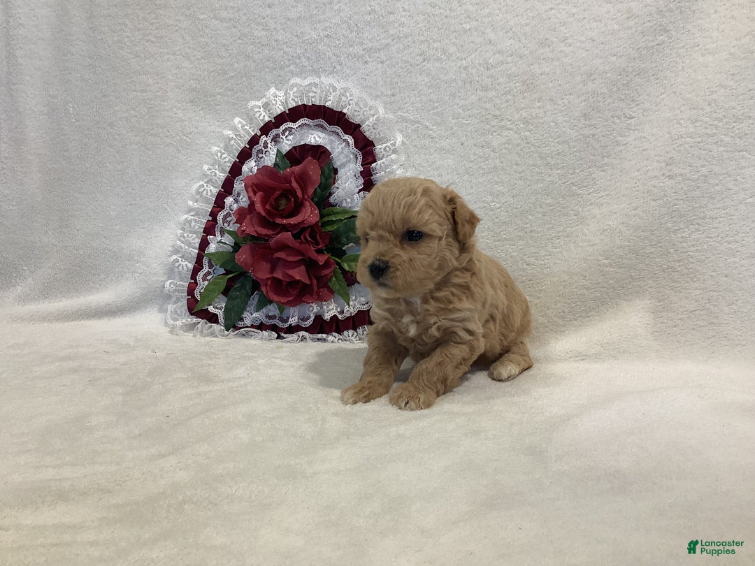 Maltipoo dogs for sale: Crunchy  - Ad 10