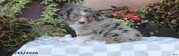 Australian Shepherd dogs for sale: Murphy - Ad 4